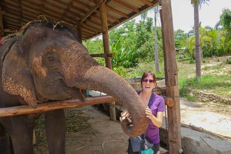 Thom's Elephant Camp What Best Things To Do In Pai Thailand