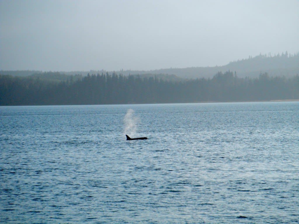 Orca Haida Killer Whale Tattoo