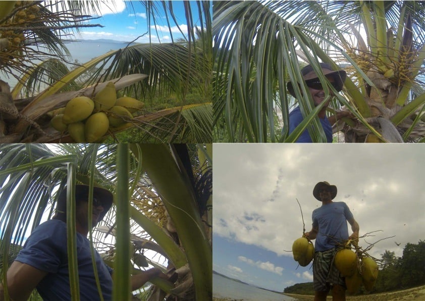 Collecting Some Tasty Coconuts. Sailing