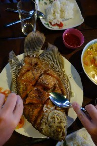 Fresh Fish For Dinner. Khao Sok