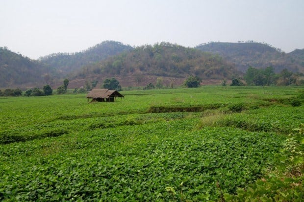 Farmland In Hsipaw. Budget For Myanmar