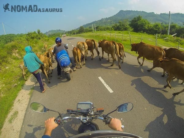 Vietnam Traffic Cows Back Roads Spontaneous Travel No Trip Itinerary No Plans