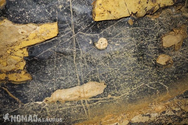 Snail Fossil Hung Ton Tu Lan Caves Oxalis Expedition 
