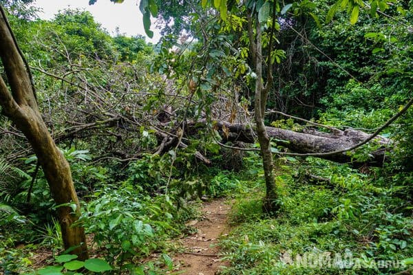 Nature Reserve Son Tra Peninsula What To Do In Da Nang Vietnam