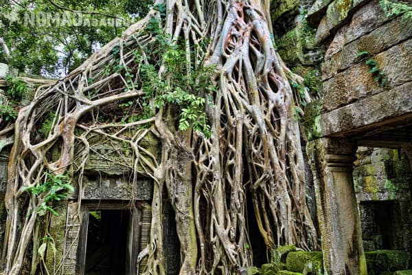 Ta Prohm Angkor Wat Three Days One Day Is Not Enough Cambodia Siem Reap