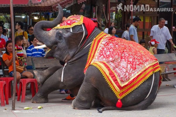 Elephant Tour Trek Sen Monorom Mondulkiri Kingdom of Cambodia Ayutthaya Thailand Why We Didn’t Do An Elephant Tour In Sen Monorom