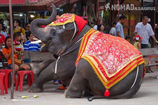 Elephant Tour Trek Sen Monorom Mondulkiri Cambodia Ayutthaya Thailand