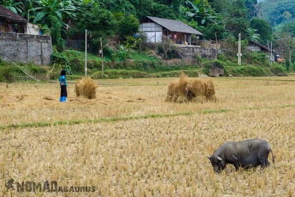 Thai Village Ba Be National Park Lake Mr Linhs Homestay Trekking