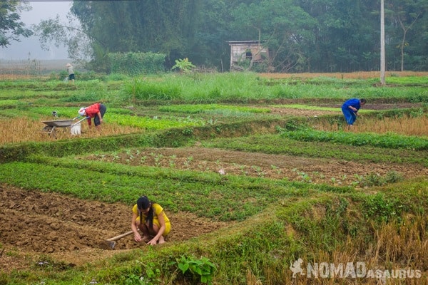 Farmers Morning Mai Chau Vietnam