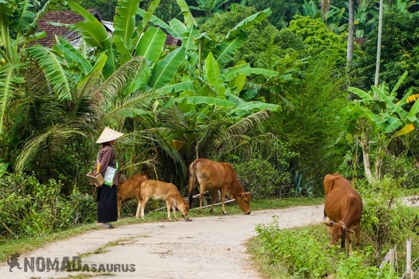 Lady Cows Mai Chau Vietnam