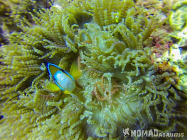 Scuba Diving In Nha Trang Vietnam