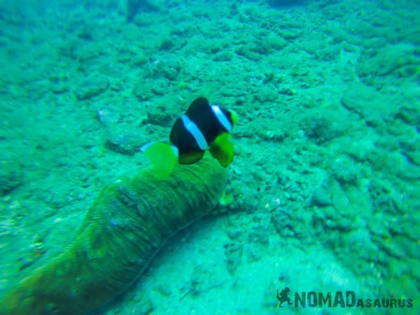 View Boat Scuba Diving In Nha Trang Vietnam