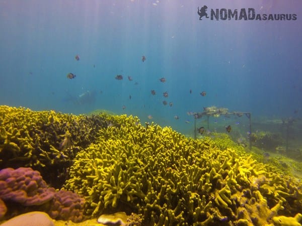 Scuba Diving In Nha Trang Vietnam