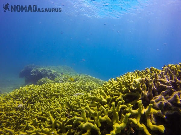 Scuba Diving In Nha Trang Vietnam