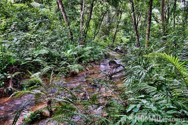 Jungle Creek Things To Do Phong Nha Hai's Eco Conservation Tour Vietnam