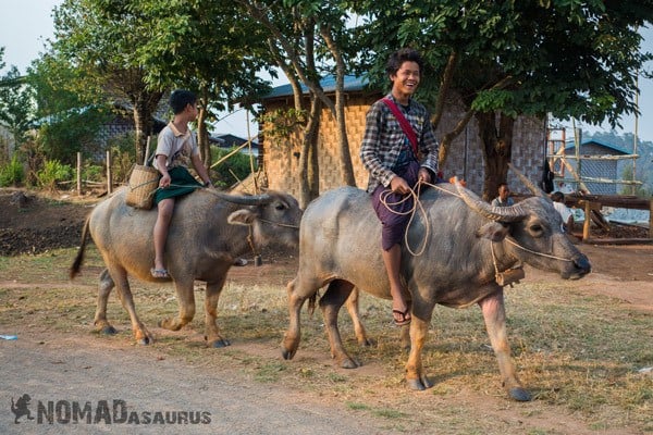 Boys Buffalo Farming Working Trekking From Kalaw To Inle Lake Myanmar Burma