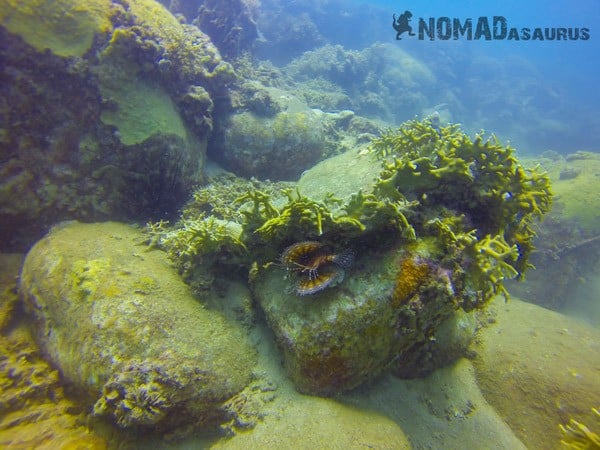 Scuba Diving In Nha Trang Vietnam