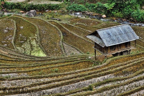 Than Uyen Rice Northern Vietnam Motorcycle Adventure North Riding Motorbike Ha Giang