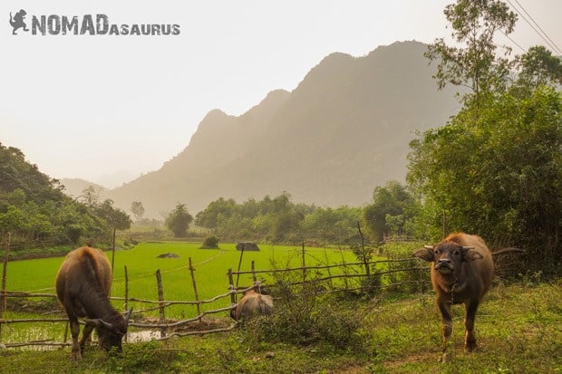 Buffalo Stare Down Life In Phong Nha Vietnam Images Pictures Photo Gallery