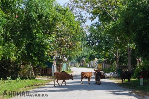 Cow Traffic Life In Phong Nha Vietnam Images Pictures Photo Gallery