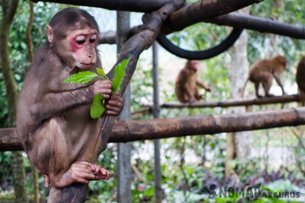 Macaque Life In Phong Nha Vietnam Images Pictures Photo Gallery