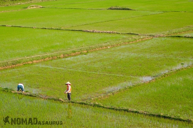 Rice Worked Life In Phong Nha Vietnam Images Pictures Photo Gallery