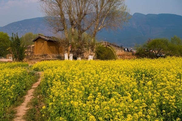Canola fields creating wonderful contrasts amongst the mountains as well as rock duet of Shaxi Falling In Love With Shaxi, China