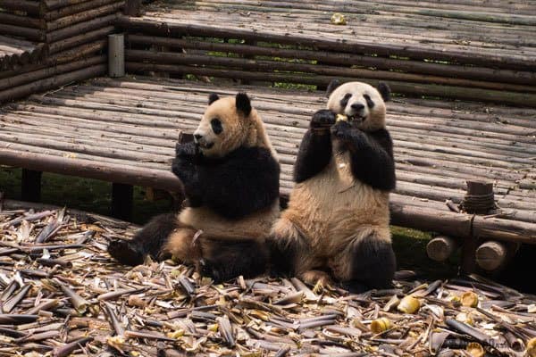 Chengdu Pandas Tibet Overland Route Shangri La To Chengdu Kham Province Travel