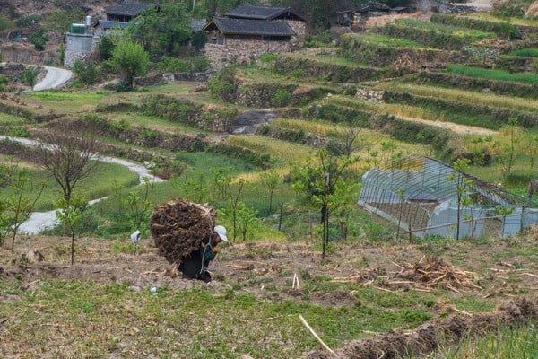 Walnut Grove Farmer Tiger Leaping Gorge Trekking Guide Yunnan China