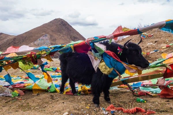 Yaks Prayer Flags Tibet Overland Route Shangri La To Chengdu Kham Province Travel