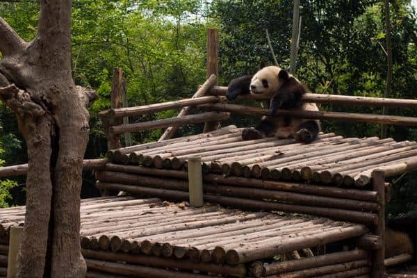 Panda Breeding Research Centre Best Things To Do With Three Days In Chengdu