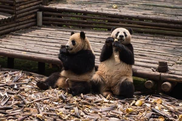 All of the best things to create if you lot exclusively conduct hold 3 Days inward Chengdu, mainland People's Republic of China – The Perfect Itinerary