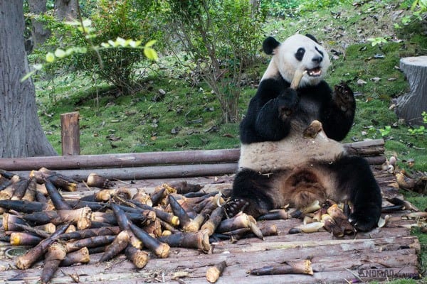 Panda Research Breeding Centre Best Things To Do With Three Days In Chengdu