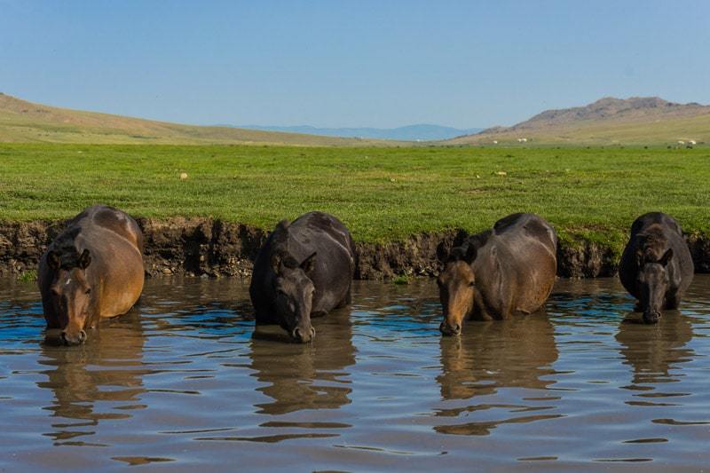 Horses River Nomadic Family Nomad Life Mongolia Selena Travel Gobi Desert Tour