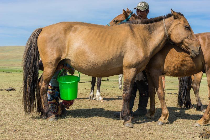 Nomadic Family Milking Horse Gobi Desert Tour Mongolia Photo Journal Selena Travel