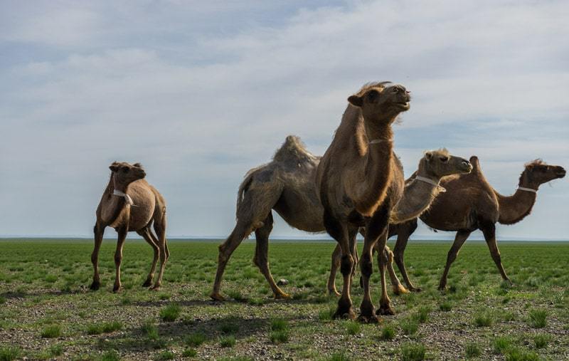 Riding Camels Gobi Desert Khongor Sand Dunes Selena Travel Tour