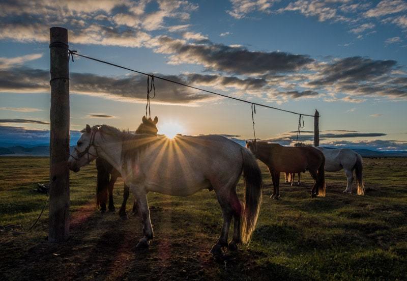 Changing Paths - Why We Didn't Buy Horses In Mongolia