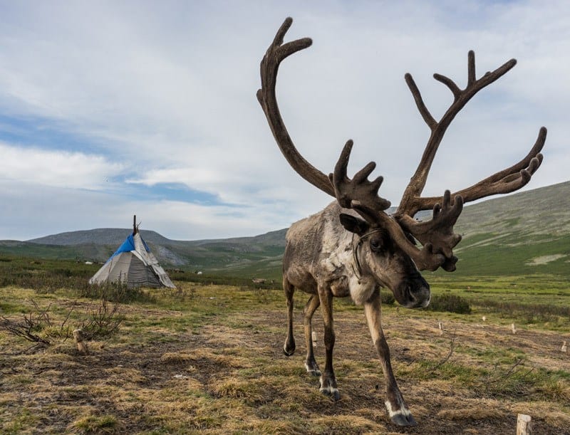 Young Girl Tsaatan Dukha Reindeer Herders Mongolia Mongolia’s Mystical Tsaatan Reindeer People