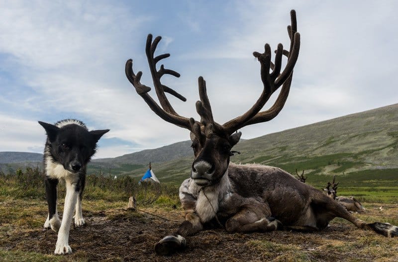 Young Girl Tsaatan Dukha Reindeer Herders Mongolia Mongolia’s Mystical Tsaatan Reindeer People