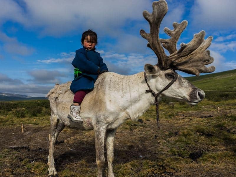 Young Girl Riding Tsaatan Dukha Reindeer Herders Mongolia