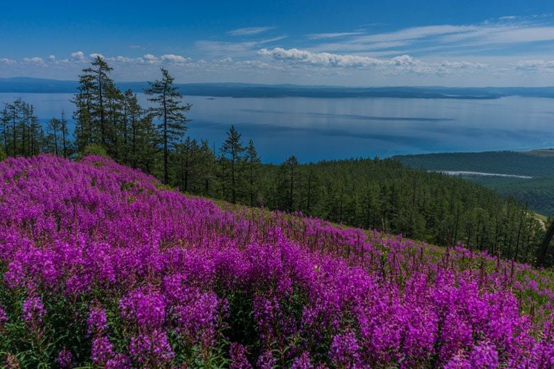 The best identify inwards Mongolia is Khovsgol Lake Wine And Wildflowers – Camping In Khovsgol Lake