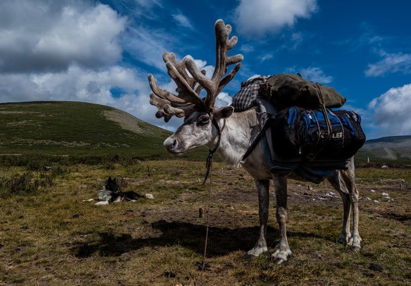 Pack Reindeer Tsaatan Dukha Reindeer Herders Mongolia