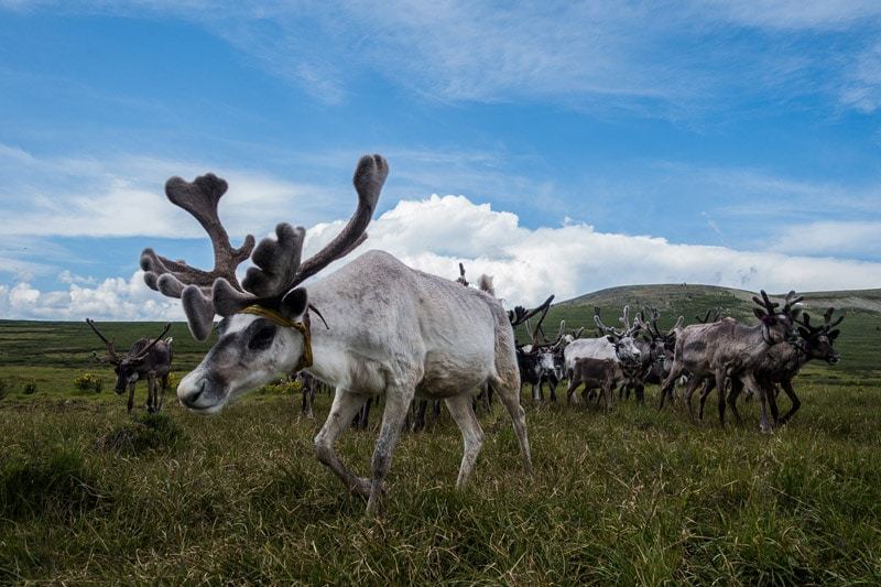 Tsaatan Reindeer Camping In Khovsgol Lake Mongolia