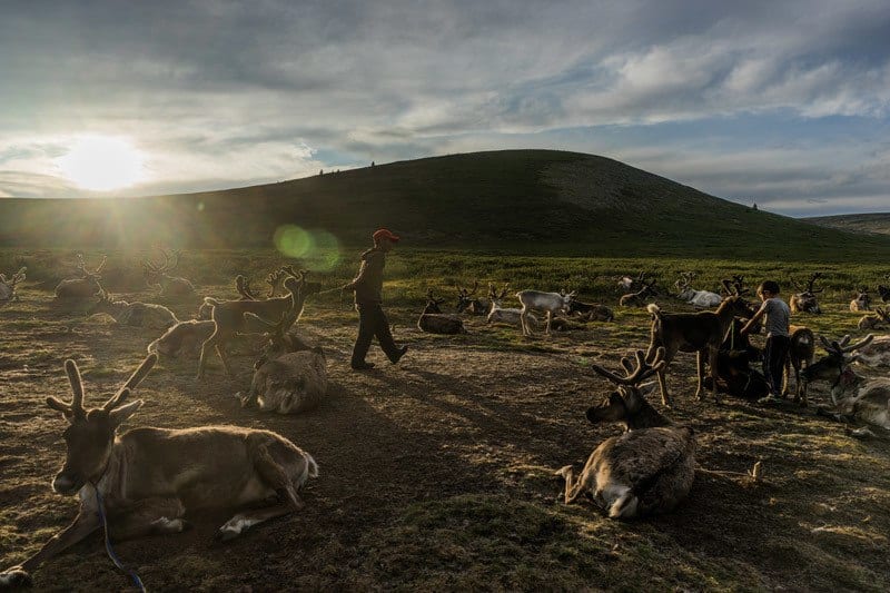 Tsaatan Dukha Reindeer Herders Mongolia
