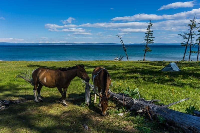 Camping In Khovsgol Lake Mongolia