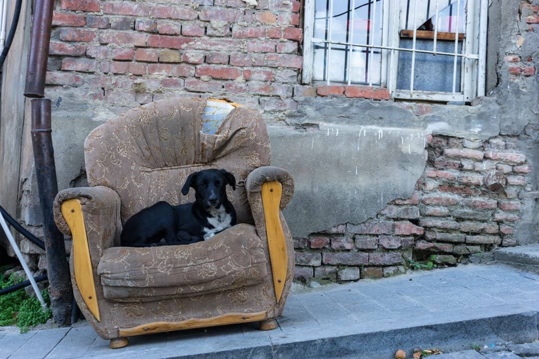 Dog Chair Street Photography In Tbilisi