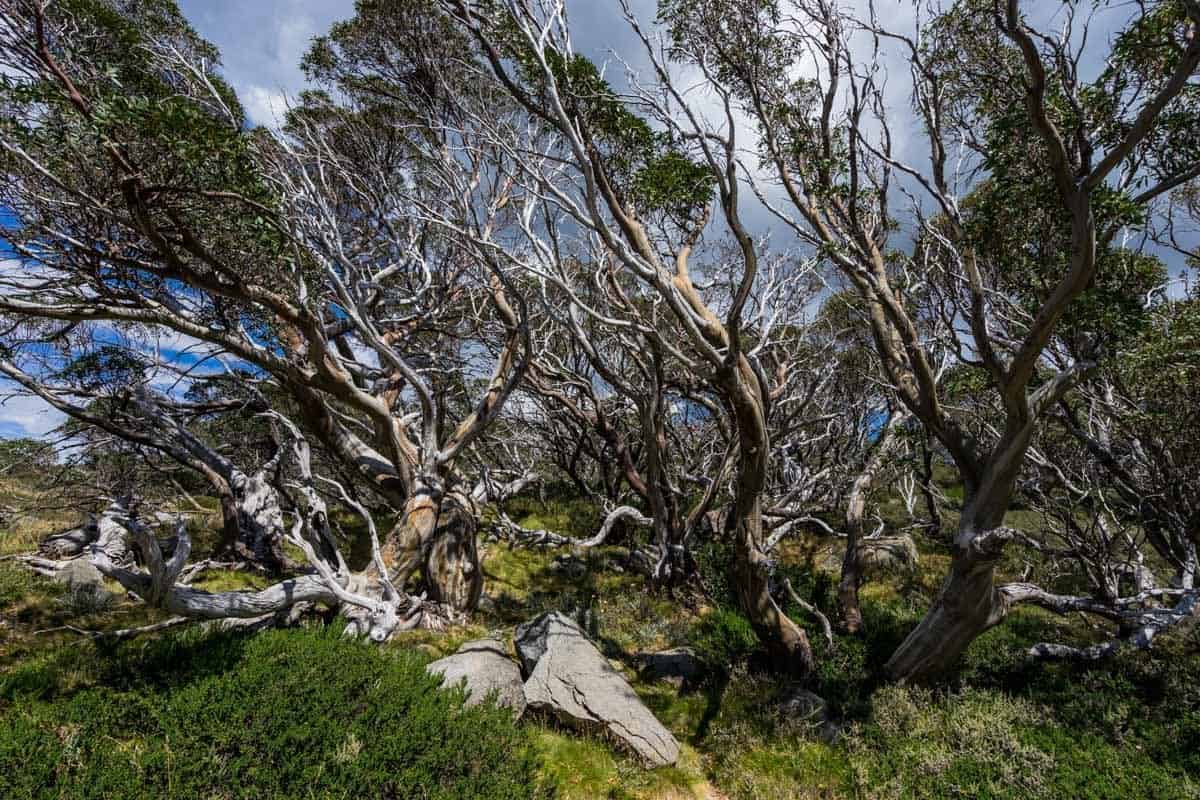 Snow Gums Climbing Mount Kosciuszko