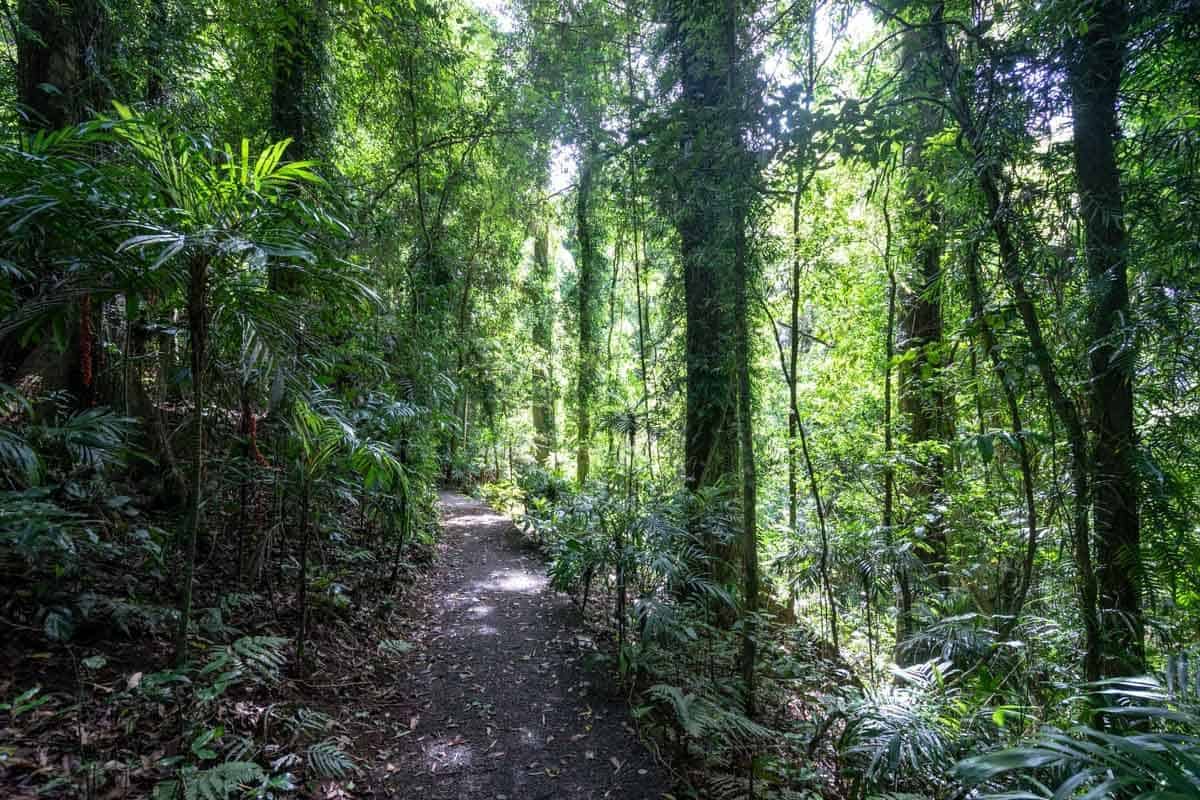 Jungle Hike Dorrigo National Park New South Wales Road Trip