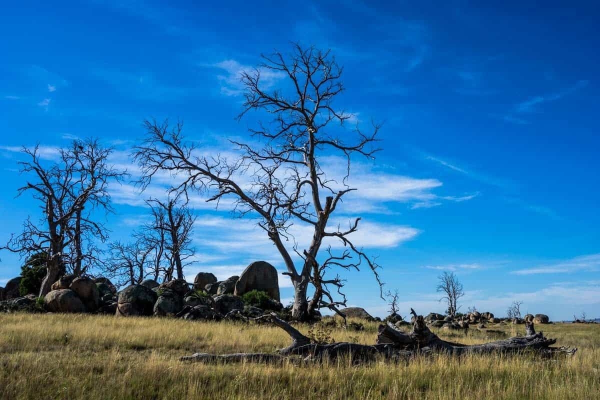 Old Trees New South Wales Road Trip