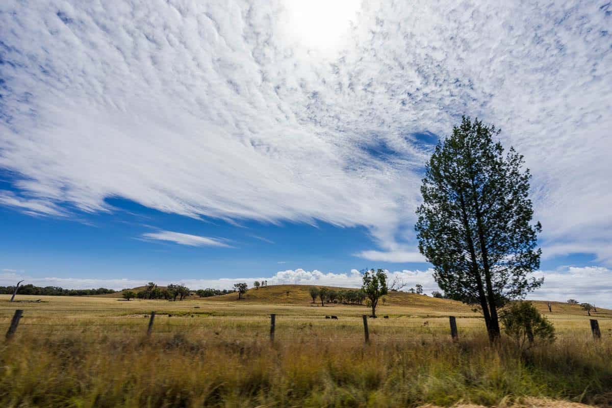 Tree Cool Clouds New South Wales Road Trip